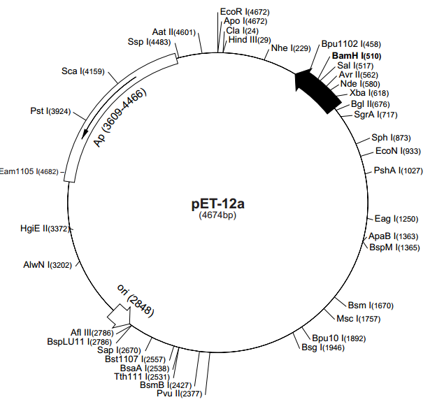 pET-12a 载体,pET-12a