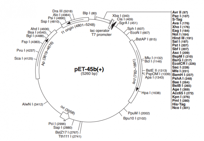 pET-45b(+) 載體,pET-45b(+