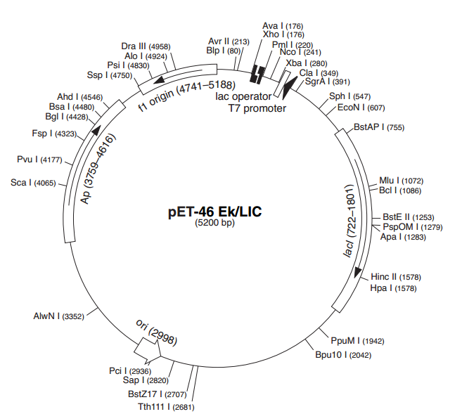 pET-46 EK/LIC 載體,pET-46 EK/LI