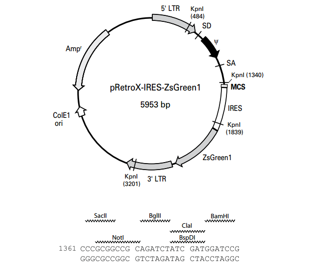 pRetroX-IRES-ZsGreen1 載體,pRetroX-IRES-ZsGreen1