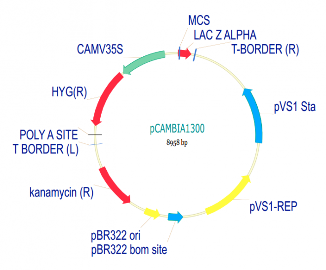 pCAMBIA1300 载体,pCAMBIA1300