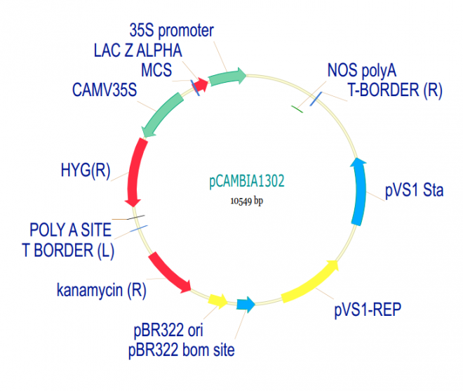 pCAMBIA1302 載體,pCAMBIA1302