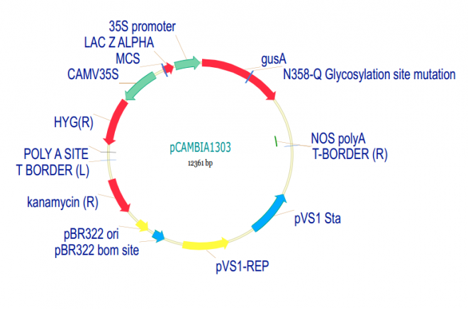 pCAMBIA1303 载体,pCAMBIA130