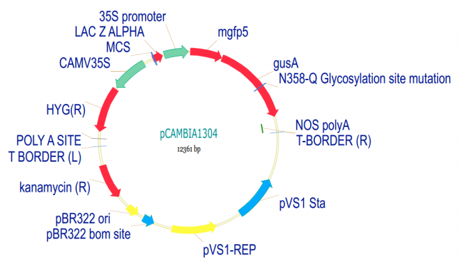 pCAMBIA1304 載體,pCAMBIA1304