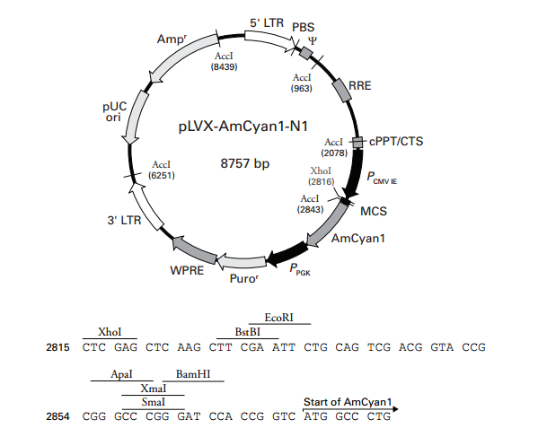 pLVX-AmCyan1-N1 载体,pLVX-AmCyan1-N1