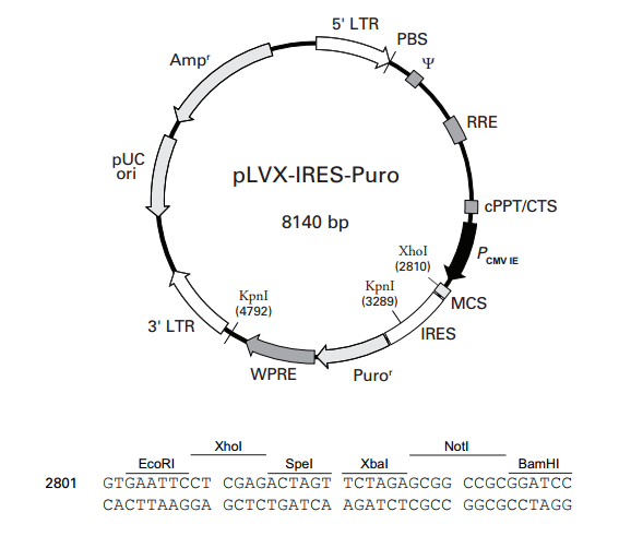 pLVX-IRES-Puro 载体,pLVX-IRES-Puro