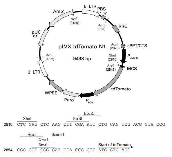 pLVX-tdTomato-N1 载体,pLVX-tdTomato-N1