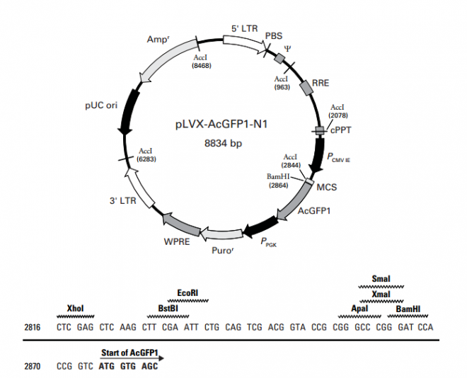 pLVX-AcGFP1-N1 载体,pLVX-AcGFP1-N1