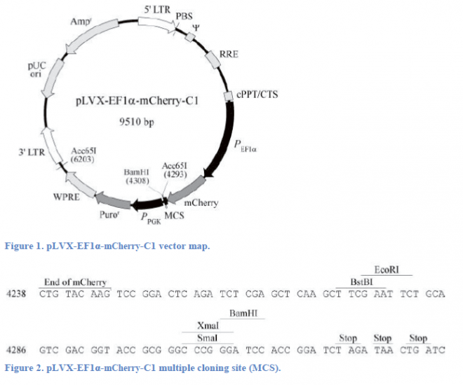 pLVX-EF1α-mCherry-C1 載體,pLVX-EF1α-mCherry-C1