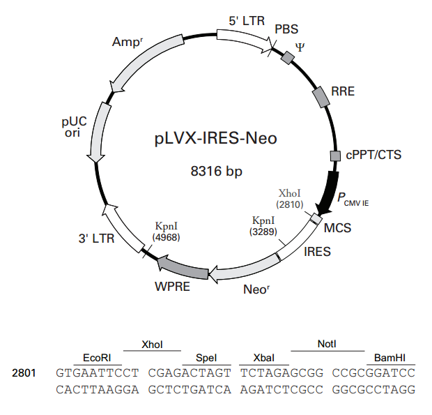 pLVX-IRES-Neo 載體,pLVX-IRES-Ne