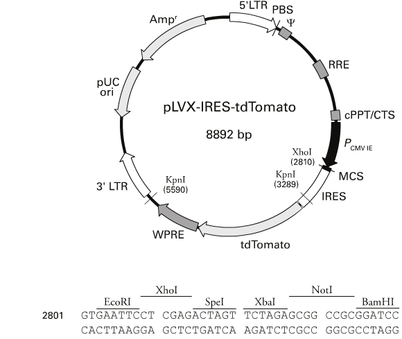 pLVX-IRES-tdTomato 載體,pLVX-IRES-tdTomat