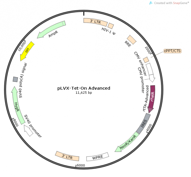 pLVX-Tet-On Advanced 载体,pLVX-Tet-On Advance