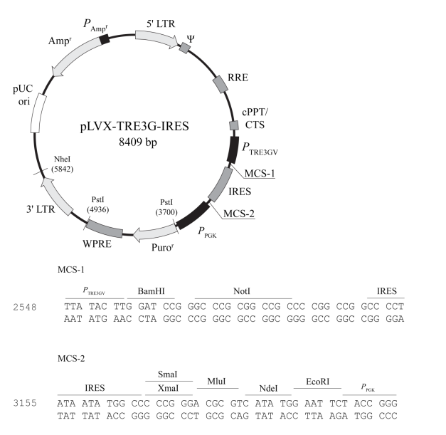 pLVX-TRE3G-IRES 載體,pLVX-TRE3G-IRE