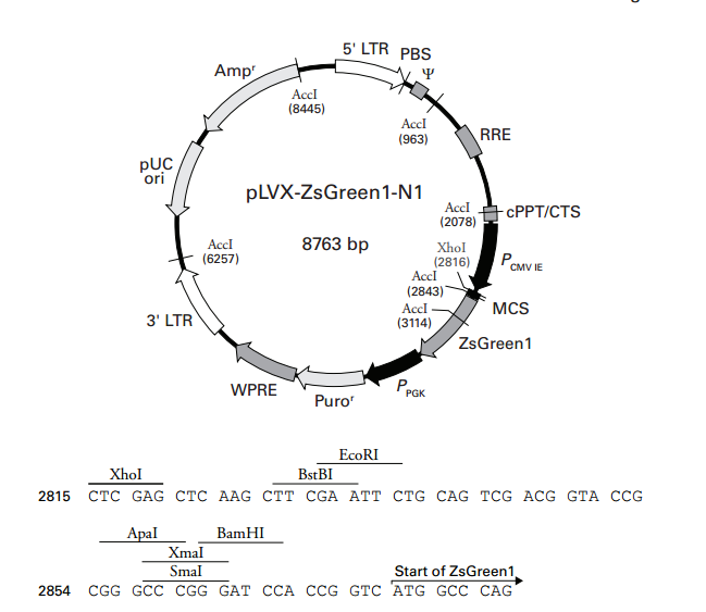 pLVX-ZsGreen1-N1 載體,pLVX-ZsGreen1-N1