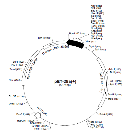 pET-29c(+) 載體,pET-29c(+)