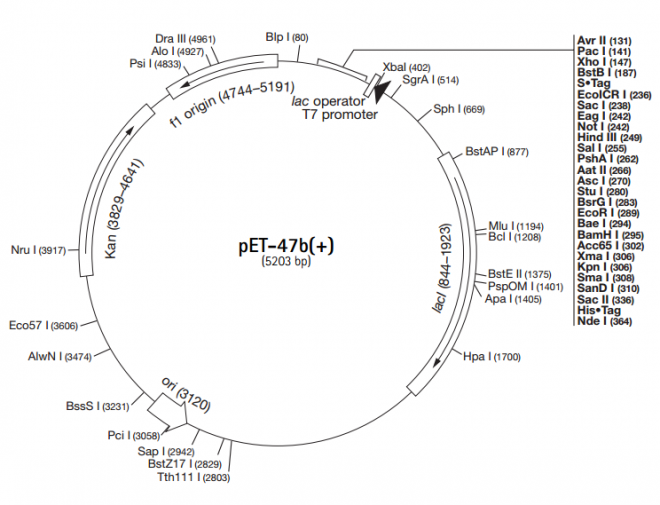 pET-47b(+) 载体,pET-47b(+