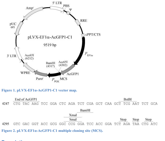 pLVX-EF1α-AcGFP1-C1 载体,pLVX-EF1α-AcGFP1-C1