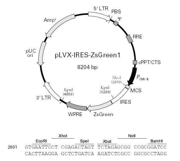 pLVX-IRES-ZsGreen1 载体,pLVX-IRES-ZsGreen1