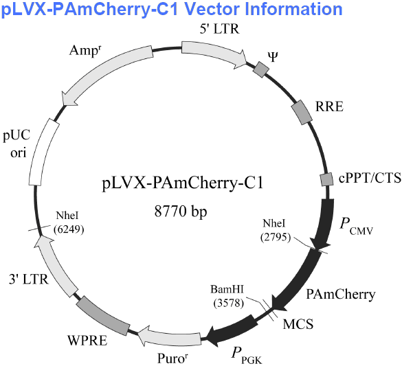 pLVX-PAmCherry-C1 载体,pLVX-PAmCherry-C1