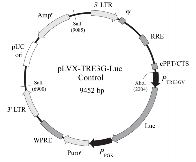 pLVX-TRE3G-Luc Control 載體,pLVX-TRE3G-Luc Contro