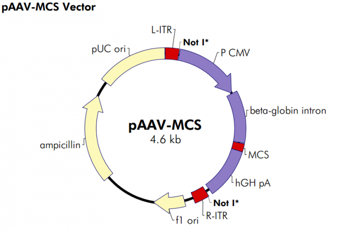 pAAV-MCS 載體,pAAV-MCS