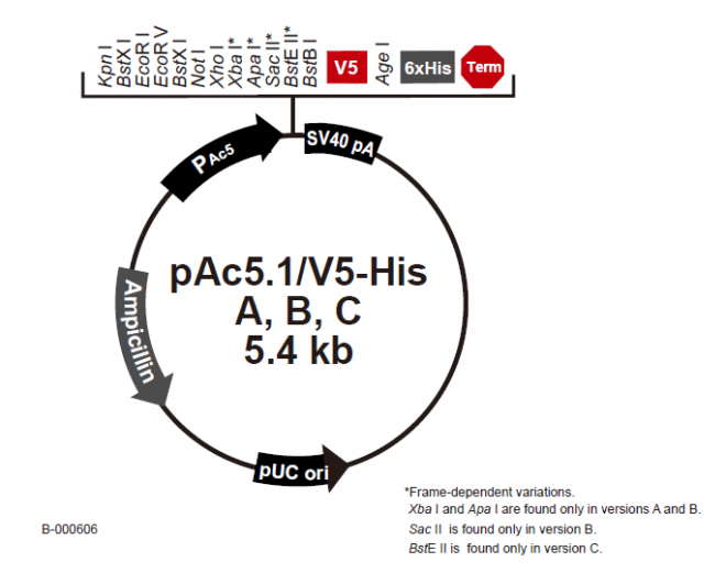 pAc51/V5-His A 載體,pAc51/V5-His A