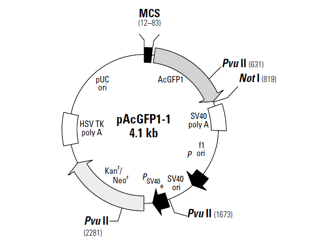 pAcGFP1-1 載體,pAcGFP1-1