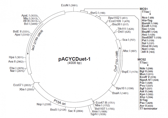 pACYCDuet-1 載體,pACYCDuet-1