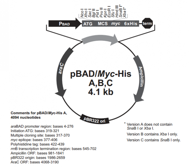 pBAD/His B 載體,pBAD/His B