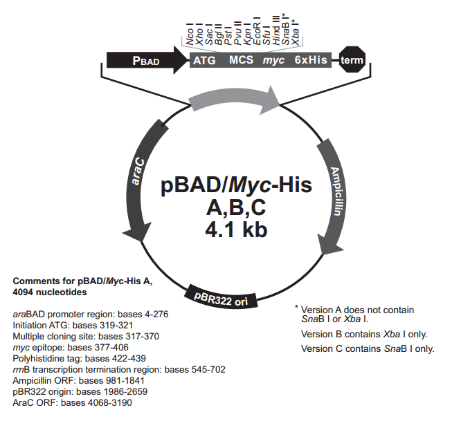 pBad/Myc-His A 载体,pBad/Myc-Hi