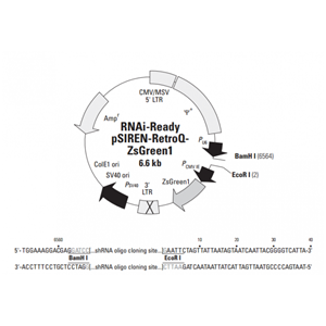 RNAi-Ready pSIREN-RetroQ-ZsGreen1 载体