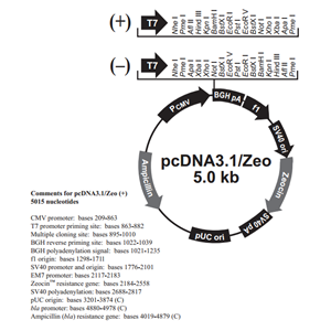 pcDNA31/Zeo(-) 载体