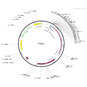 pET-44c(+) 載體