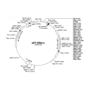 pET-45b(+) 載體