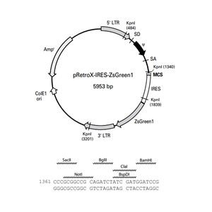 pRetroX-IRES-ZsGreen1 载体