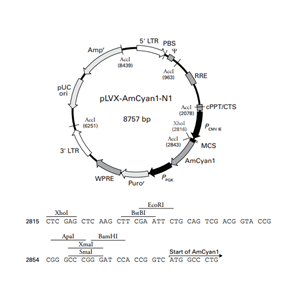 pLVX-AmCyan1-N1 载体,pLVX-AmCyan1-N1
