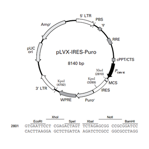 pLVX-IRES-Puro 载体,pLVX-IRES-Puro