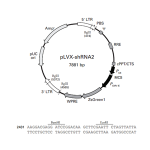 pLVX-shRNA2 载体,pLVX-shRNA2