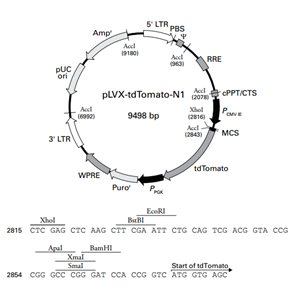 pLVX-tdTomato-N1 载体