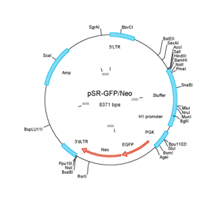 pSUPERretroneo+gfp 载体