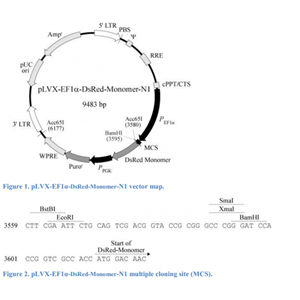 pLVX-EF1α-DsRed-Monomer-N1 载体