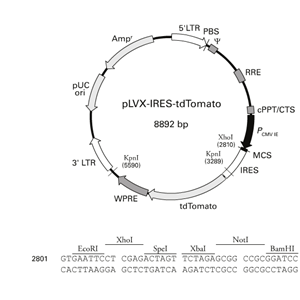 pLVX-IRES-tdTomato 载体