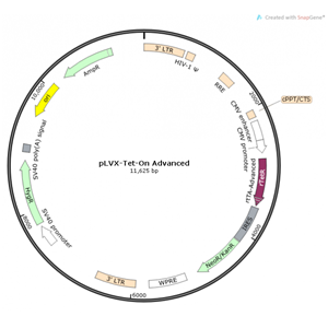 pLVX-Tet-On Advanced 载体,pLVX-Tet-On Advance