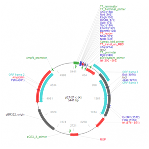 pET-21c(+) 载体