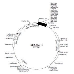 pET-33b(+) 载体