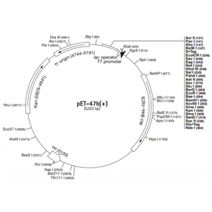 pET-47b(+) 载体,pET-47b(+