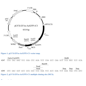 pLVX-EF1α-AcGFP1-C1 载体