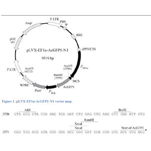 pLVX-EF1α-AcGFP1-N1 载体