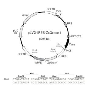 pLVX-IRES-ZsGreen1 载体