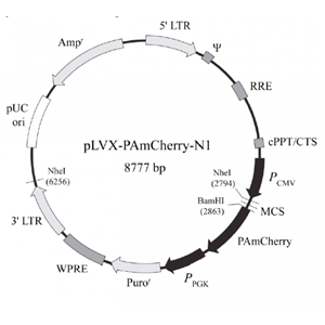 pLVX-PAmCherry-N1 载体